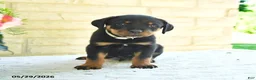 Rottweiler dogs for sale: Laurent - Ad 1