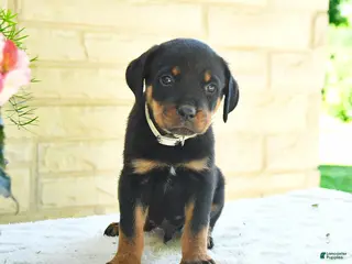 Rottweiler dogs for sale: Laurent - Ad 4