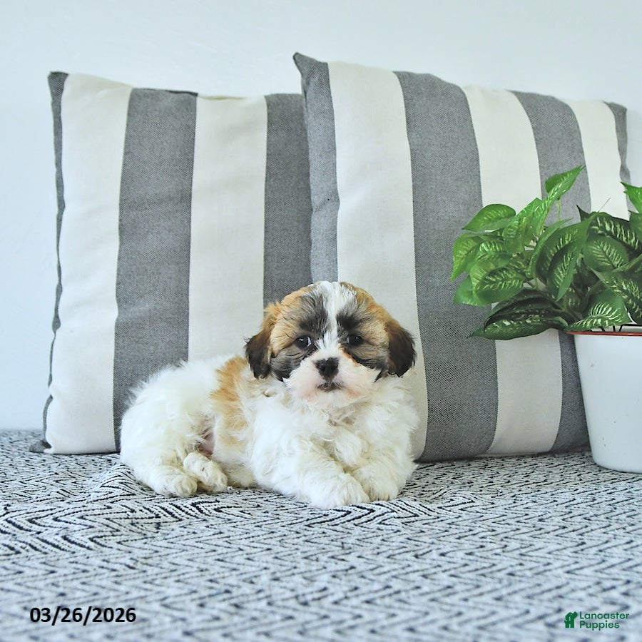 Teddy Bear dogs Mason - Ad 2