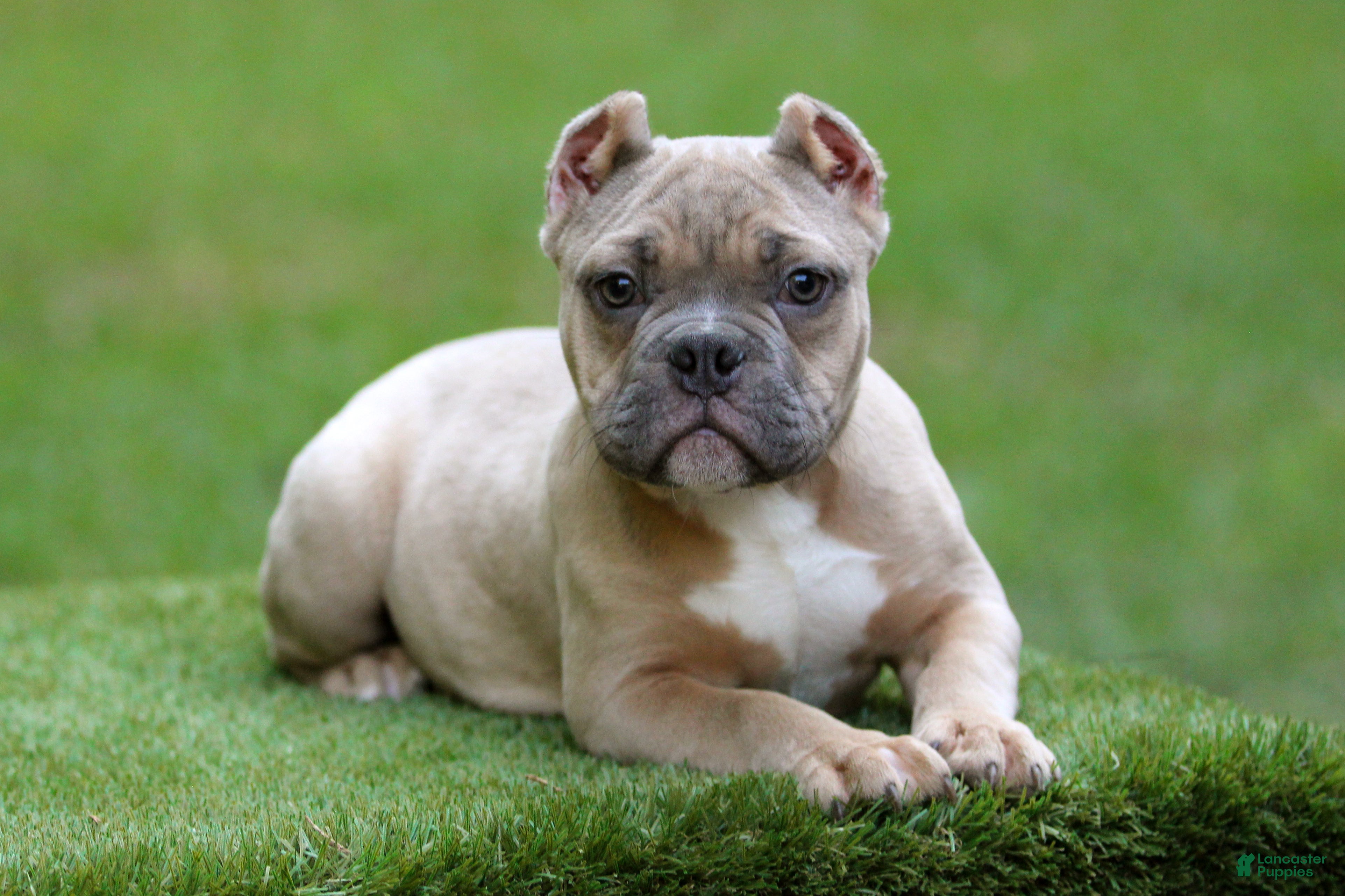 American Bully dogs Fawn male - Ad 17