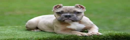 American Bully dogs for sale: Fawn male - Ad 1