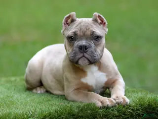 American Bully dogs Fawn male - Ad 17