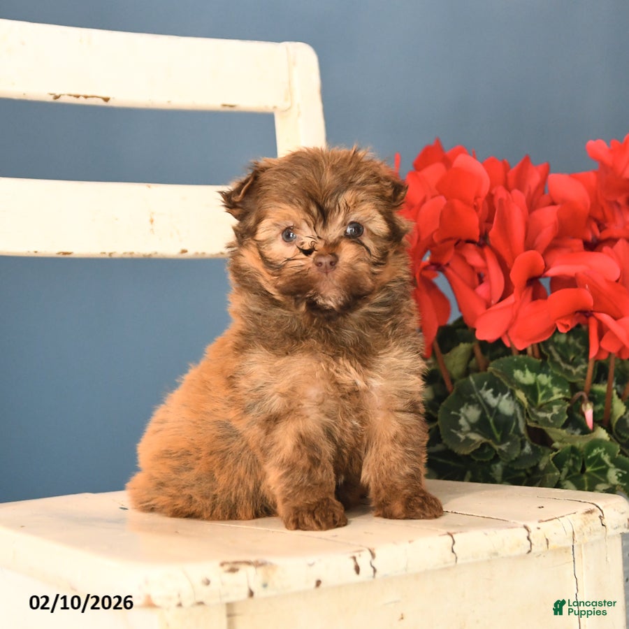 Havanese dogs Pal  - Ad 37