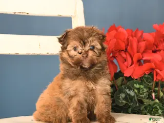 Havanese dogs Pal - Ad 37