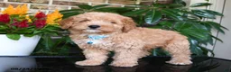 Mixed Breed dogs for sale: Murphy - Ad 4