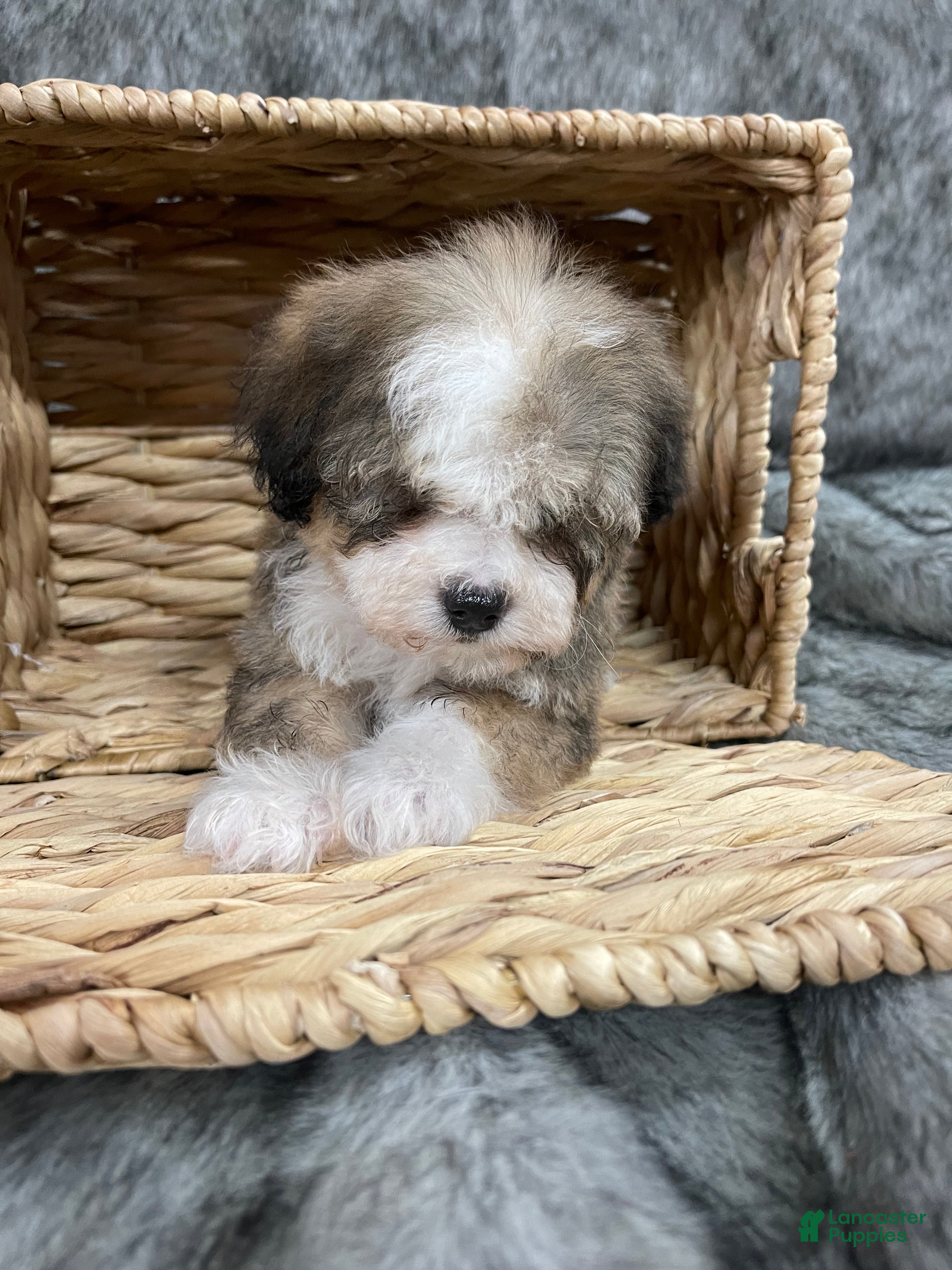 Mixed Breed dogs “Valentino ” Mini Bernedoodle  - Ad 8