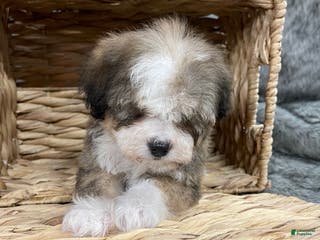 Mixed Breed dogs “Valentino ” Mini Bernedoodle - Ad 16