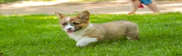 Welsh Corgi Pembroke dogs for sale: Georgia - Ad 5