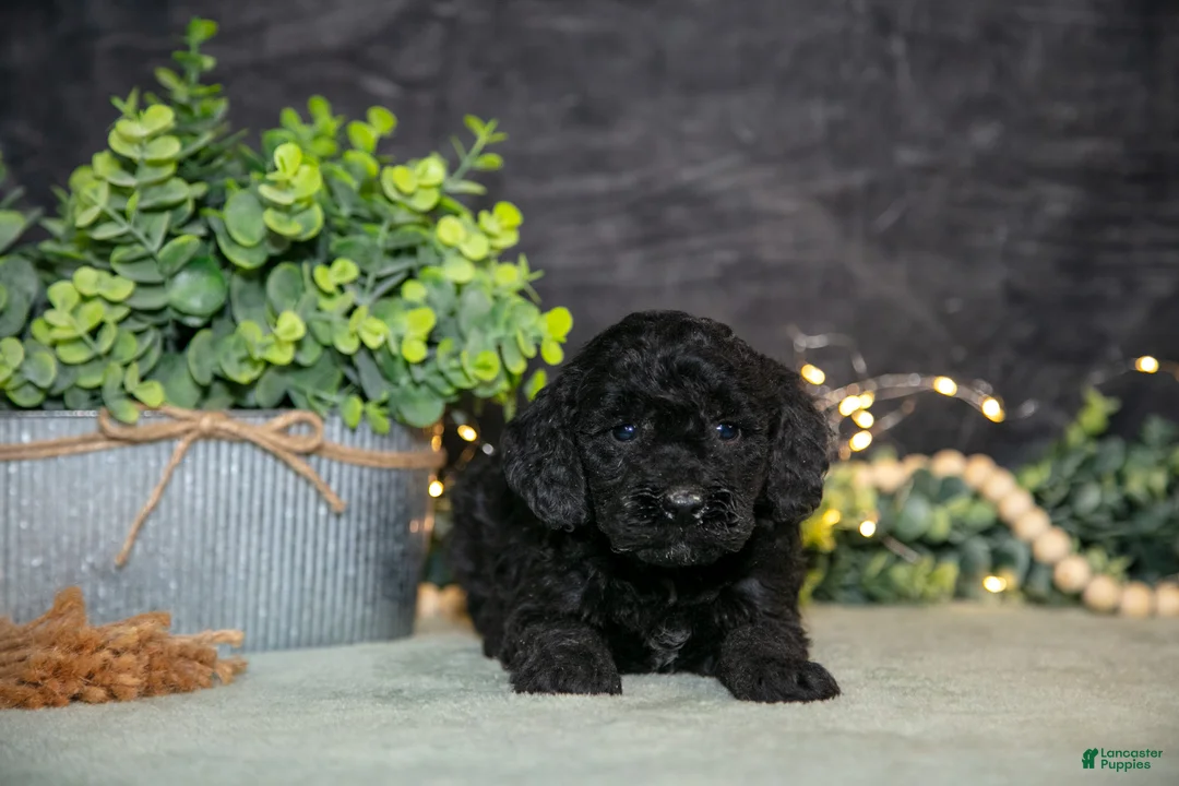 Miniature Poodle dogs for sale: Krissy - Ad 1