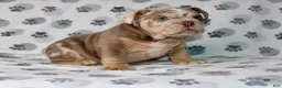 English Bulldog dogs for sale: Mace - Ad 2