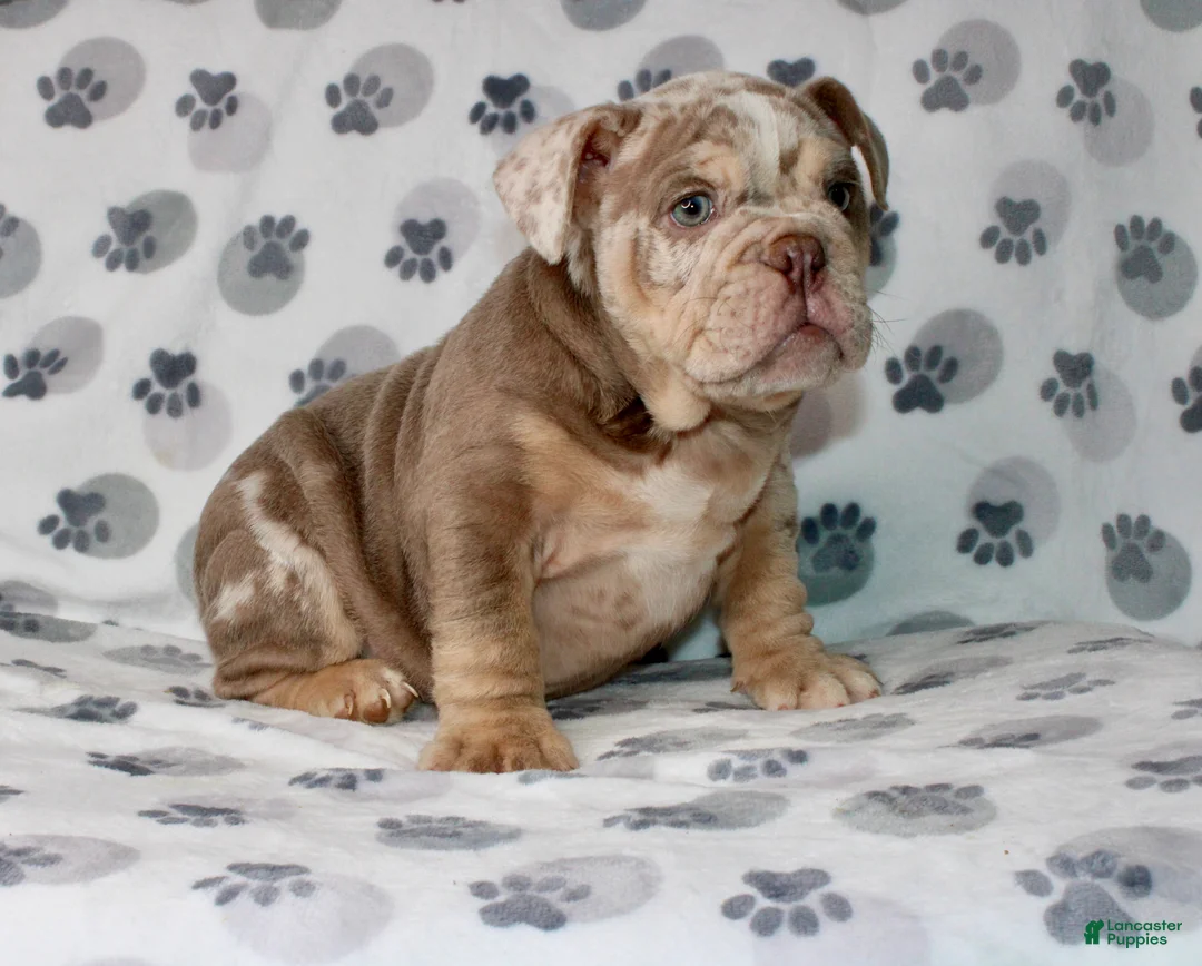 English Bulldog dogs for sale: Mace - Ad 2
