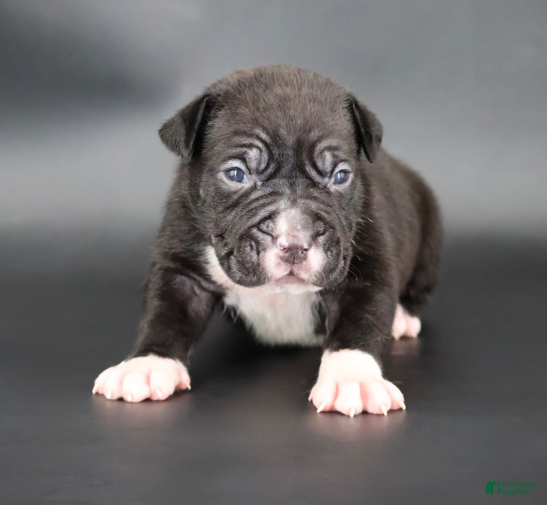 American Bully dogs Perseus - XL - ABKC - Ad 1