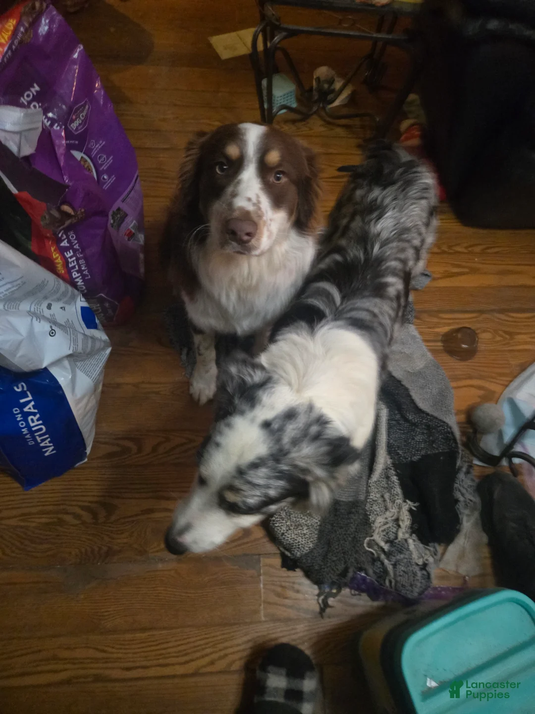 Australian Shepherd dogs for sale: Clifford - Australian Shepherd Puppy 1 - Ad 9