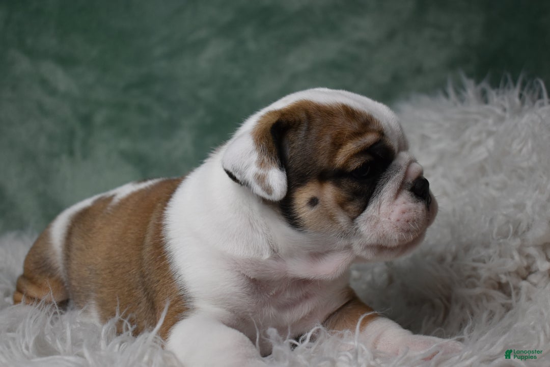 English Bulldog dogs for sale: Holly - Ad 2
