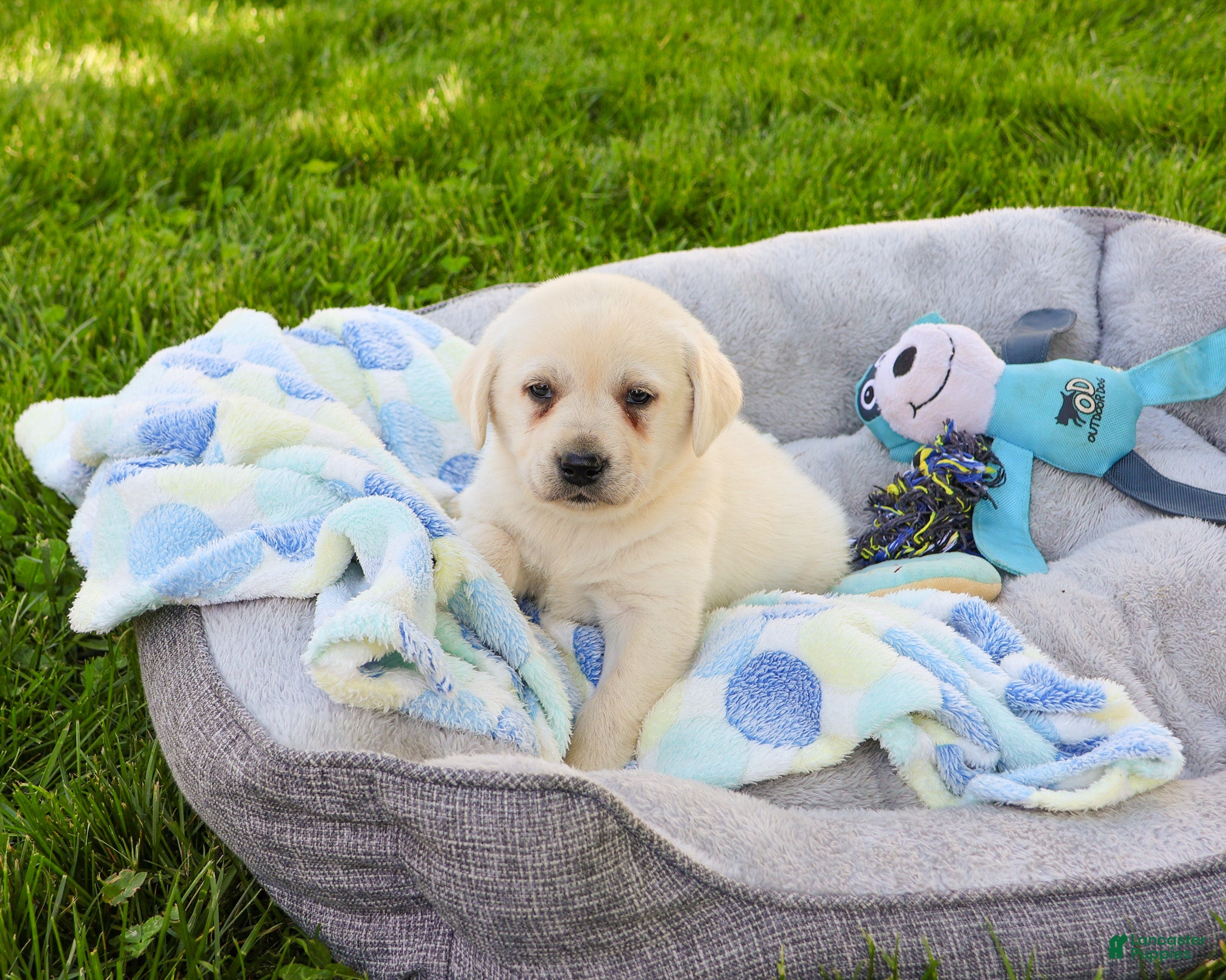 Labrador Retriever dogs Perseus  - Ad 24