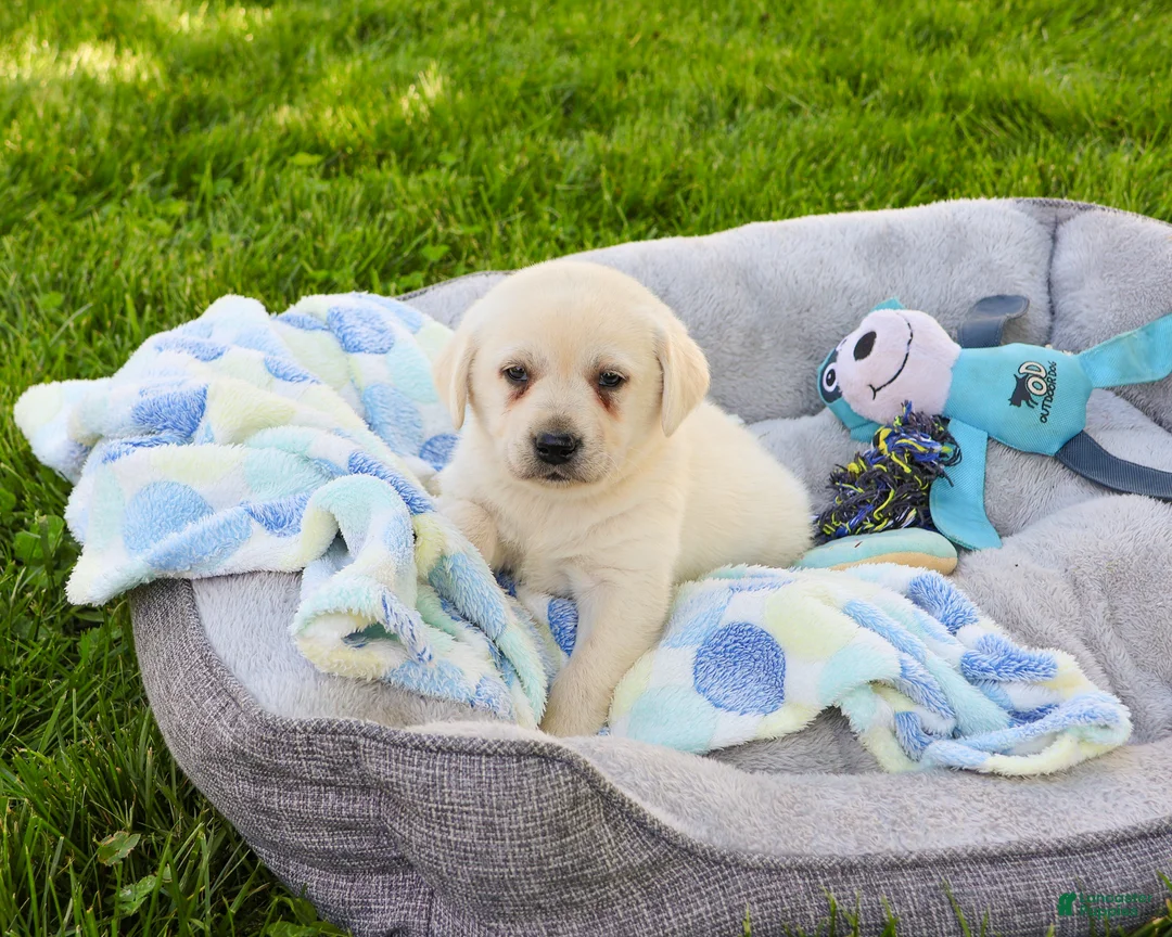 Labrador Retriever dogs for sale: Perseus  - Ad 1