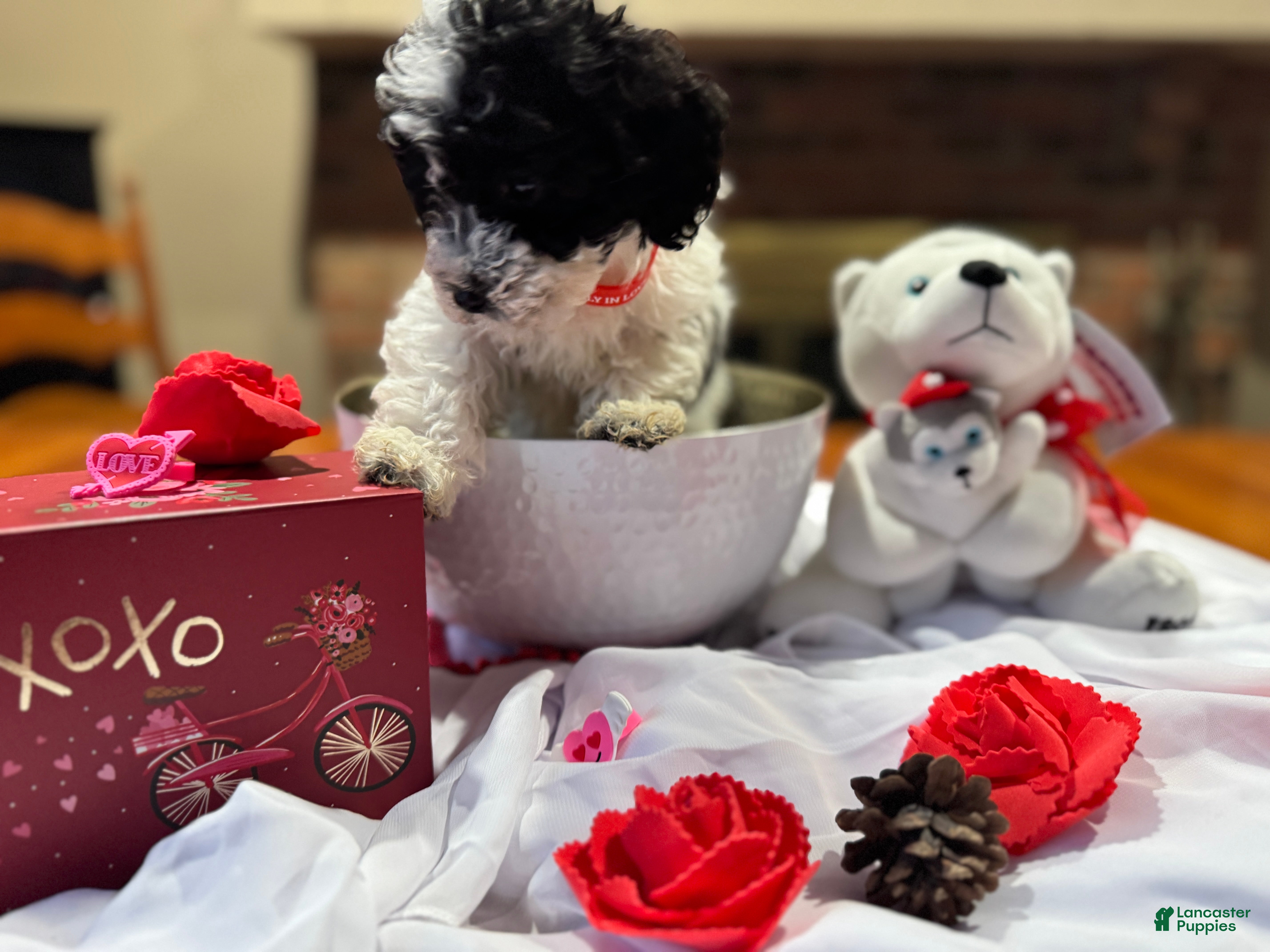 Toy Poodle dogs Stripe - Ad 14