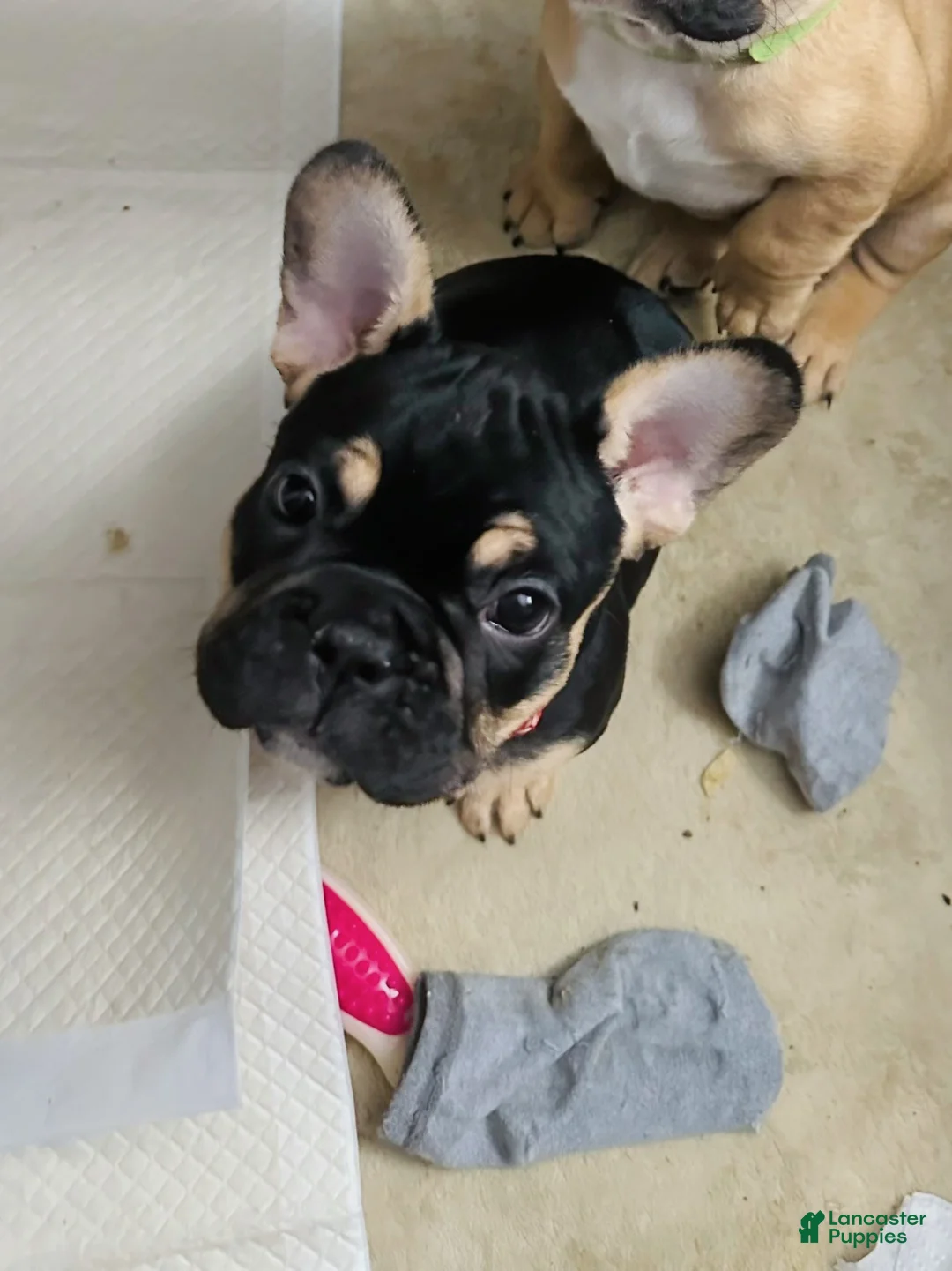 French Bulldog dogs for sale: French Bulldog Puppy 1 - Ad 2