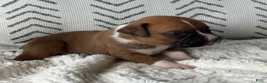 Peanut