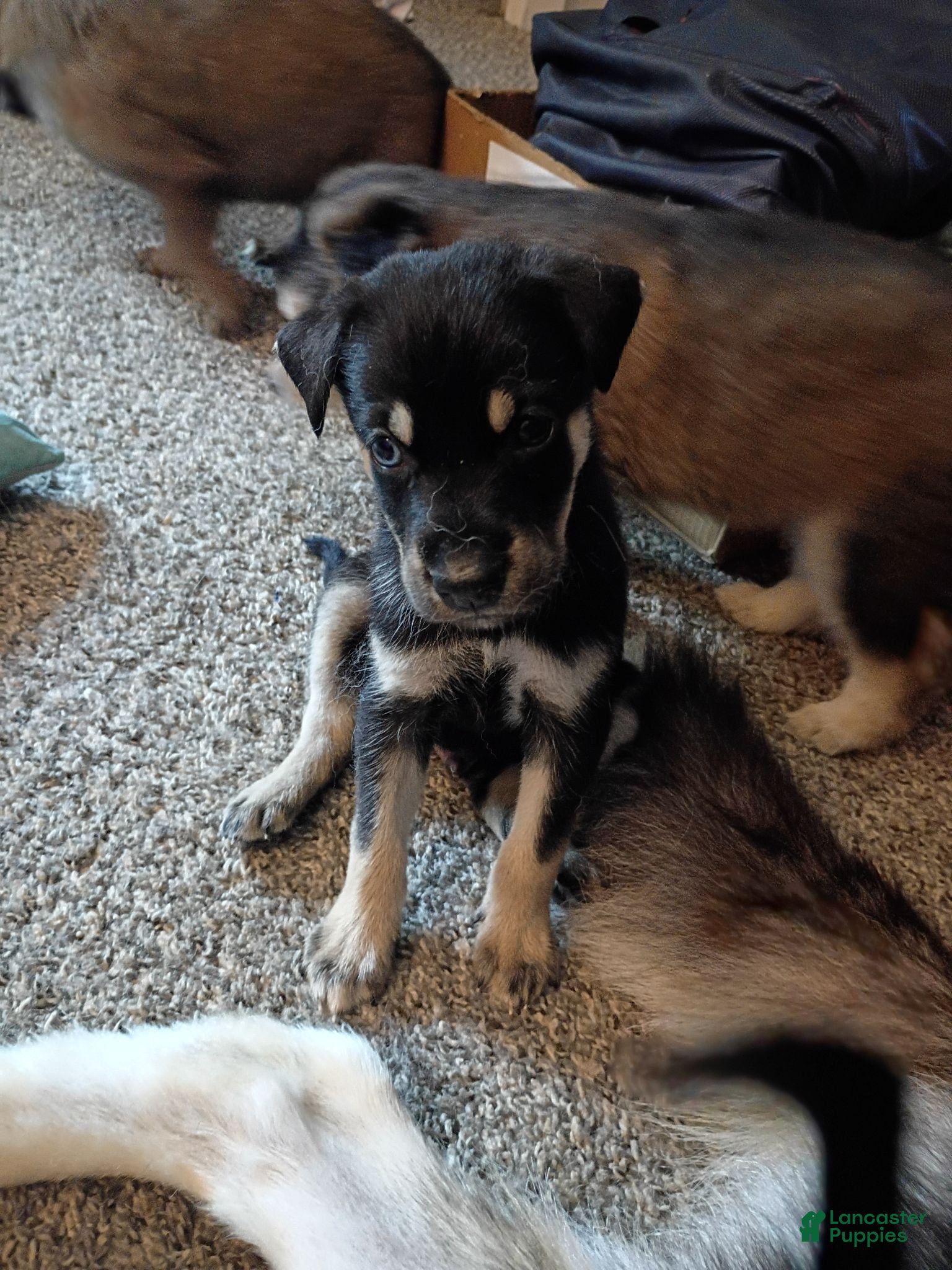 Mixed Breed dogs Mixed Breed 3 - Ad 33