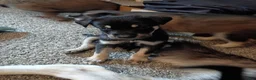 Mixed Breed dogs for sale: Mixed Breed 3 - Ad 1