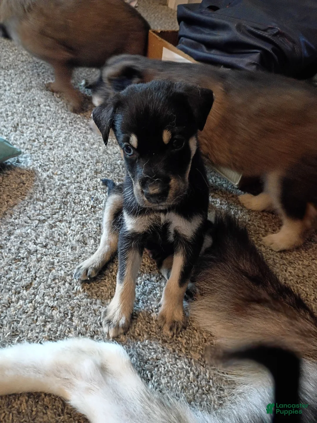 Mixed Breed dogs for sale: Mixed Breed 3 - Ad 1