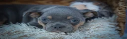 Frenchton dogs for sale: Pippa 🎀  - Ad 4