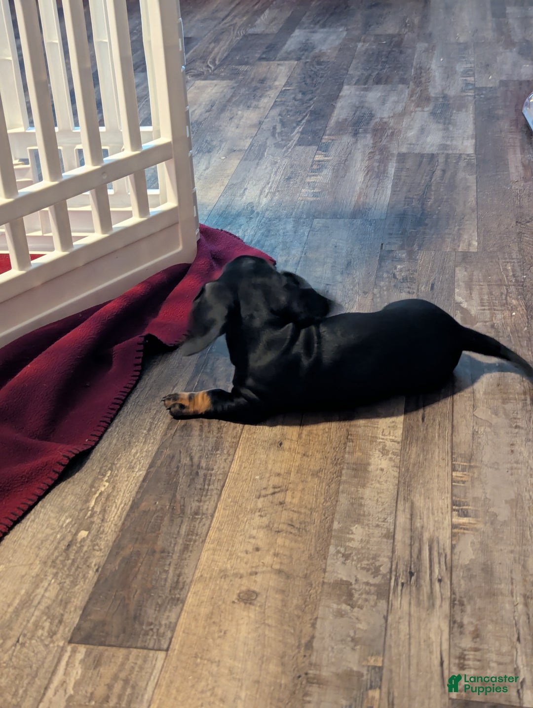 Miniature Dachshund dogs for sale: Junior - Ad 5