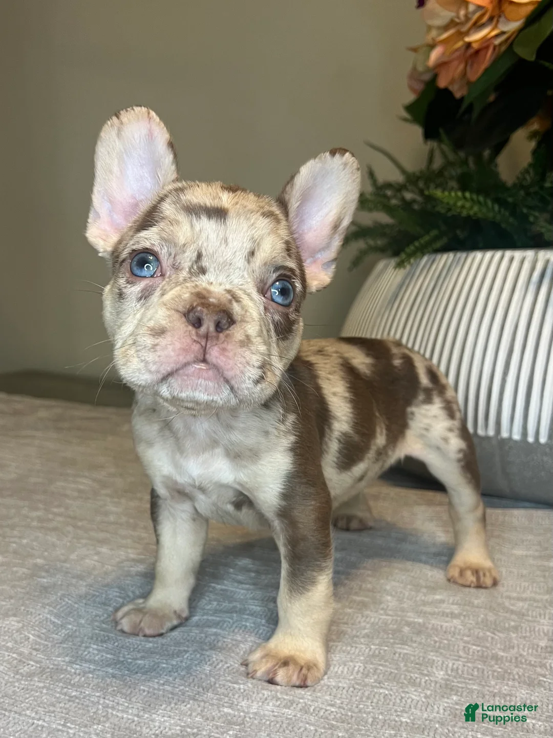 French Bulldog dogs for sale: Reese’s  - Ad 1