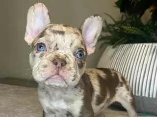 French Bulldog dogs Reese’s - Ad 38