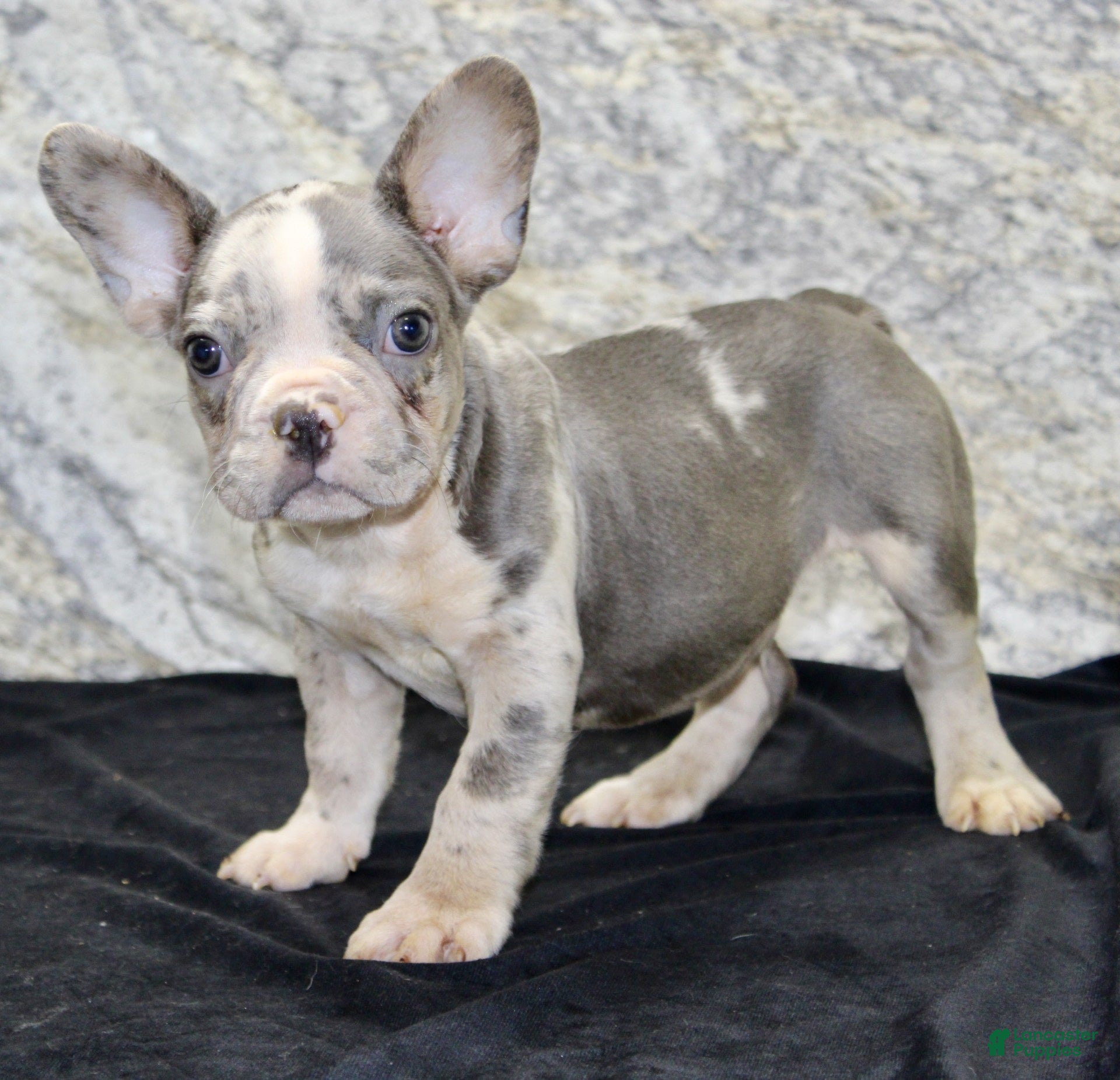 French Bulldog dogs Dallas Male AKC French Bulldog - Ad 2