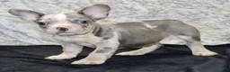 French Bulldog dogs for sale: Dallas Male AKC French Bulldog - Ad 2