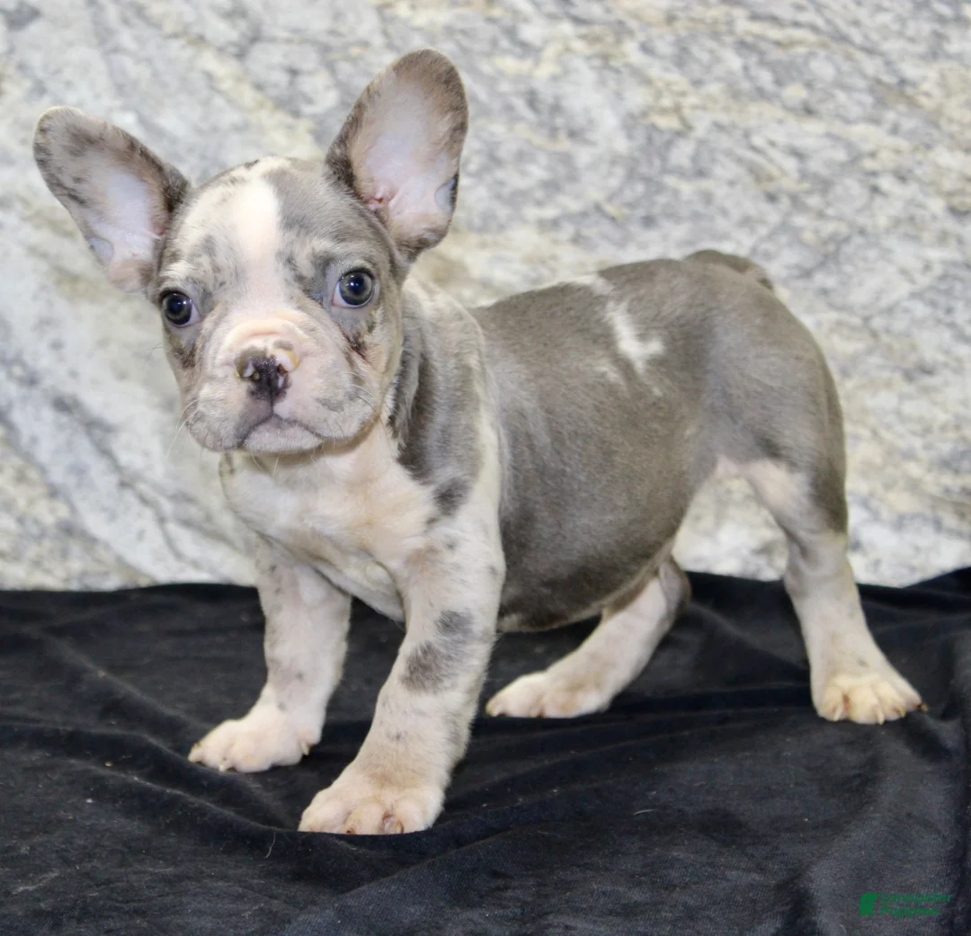 French Bulldog dogs for sale: Dallas Male AKC French Bulldog - Ad 2