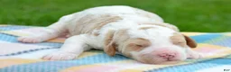 Mini Goldendoodle dogs for sale: Doug Micro Goldendoodle  - Ad 5