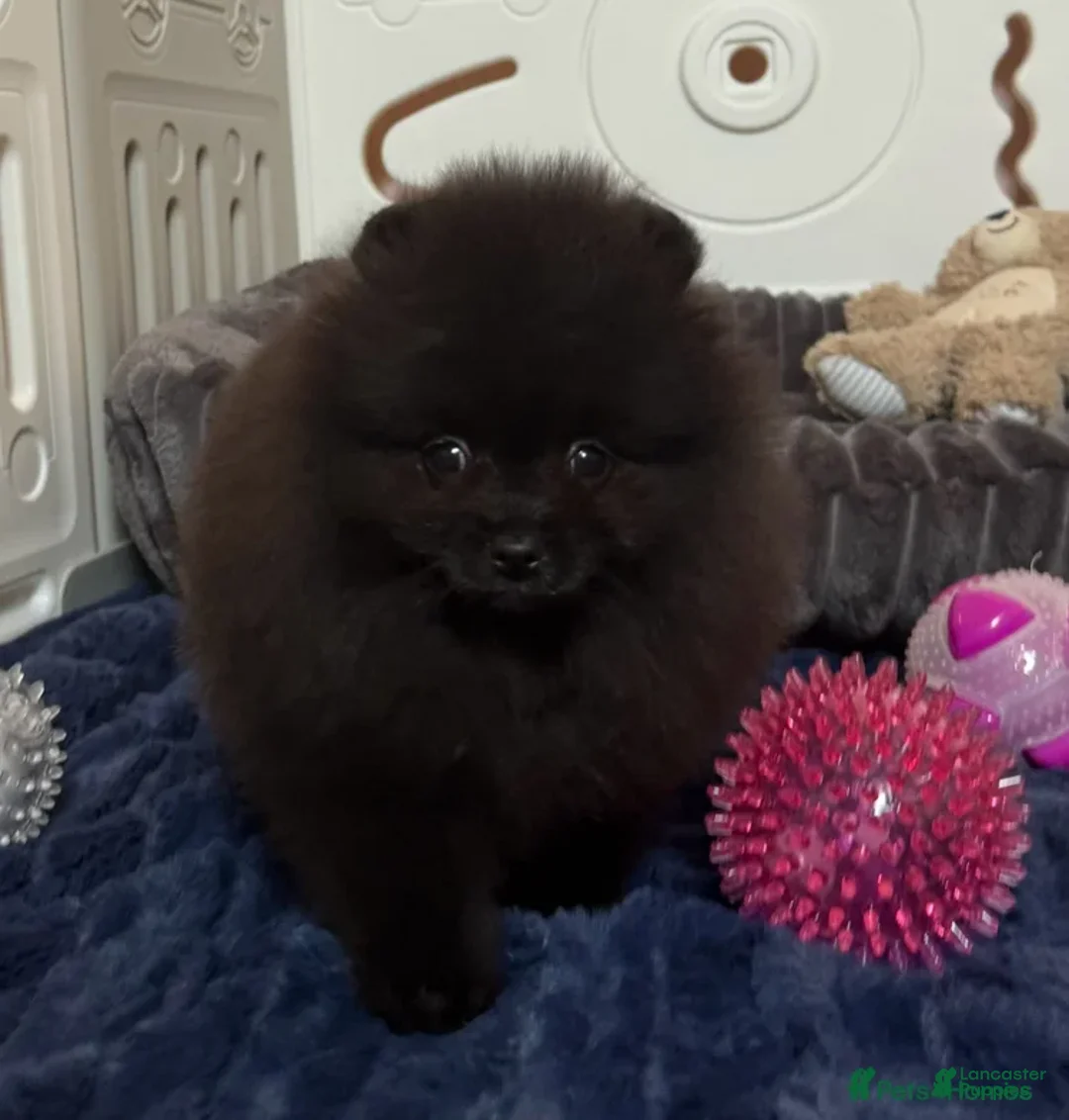 Pomeranian dogs for sale: Greg - Ad 9