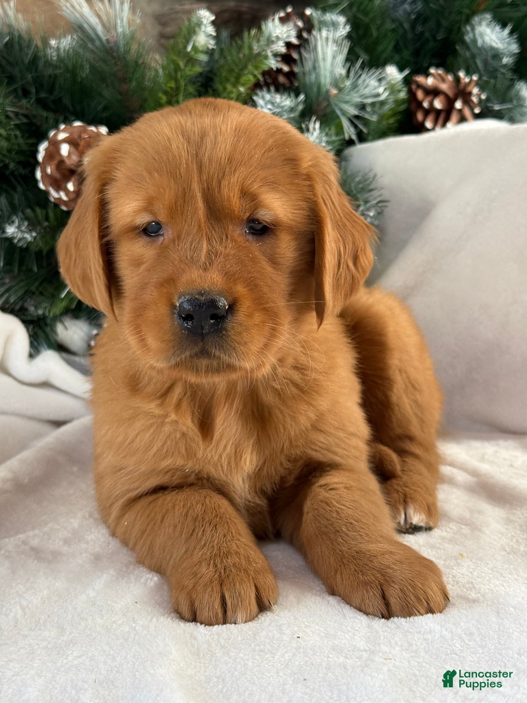 Golden Retriever dogs for sale: Daisy  - Ad 2