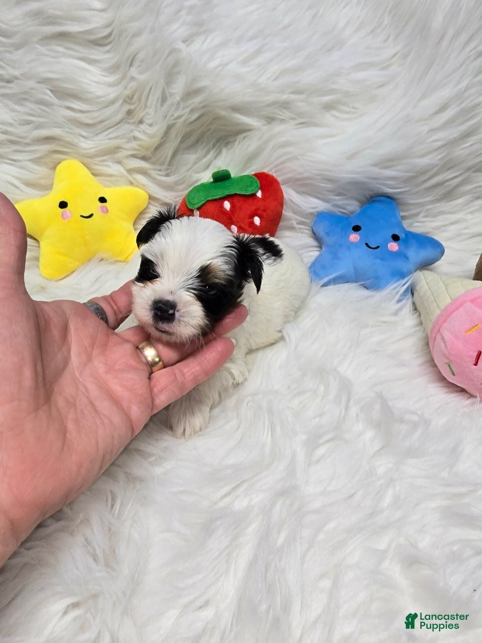 Yorkshire Terrier dogs Boy 2 - Ad 26