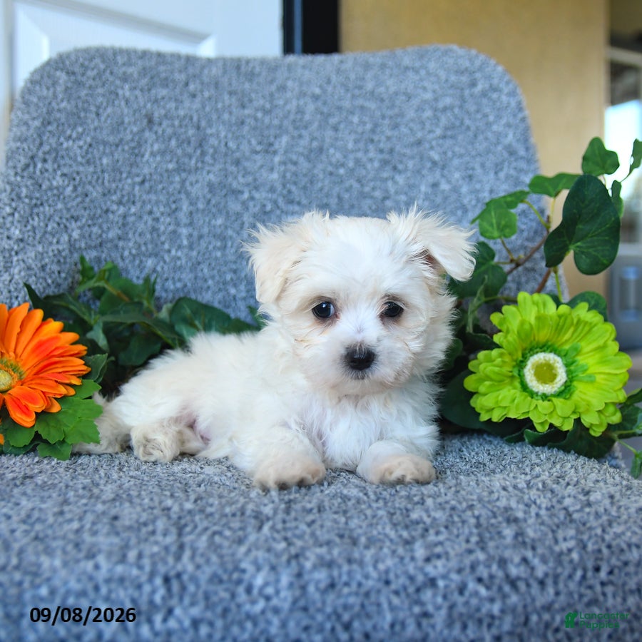Maltese dogs Mindy - Ad 1