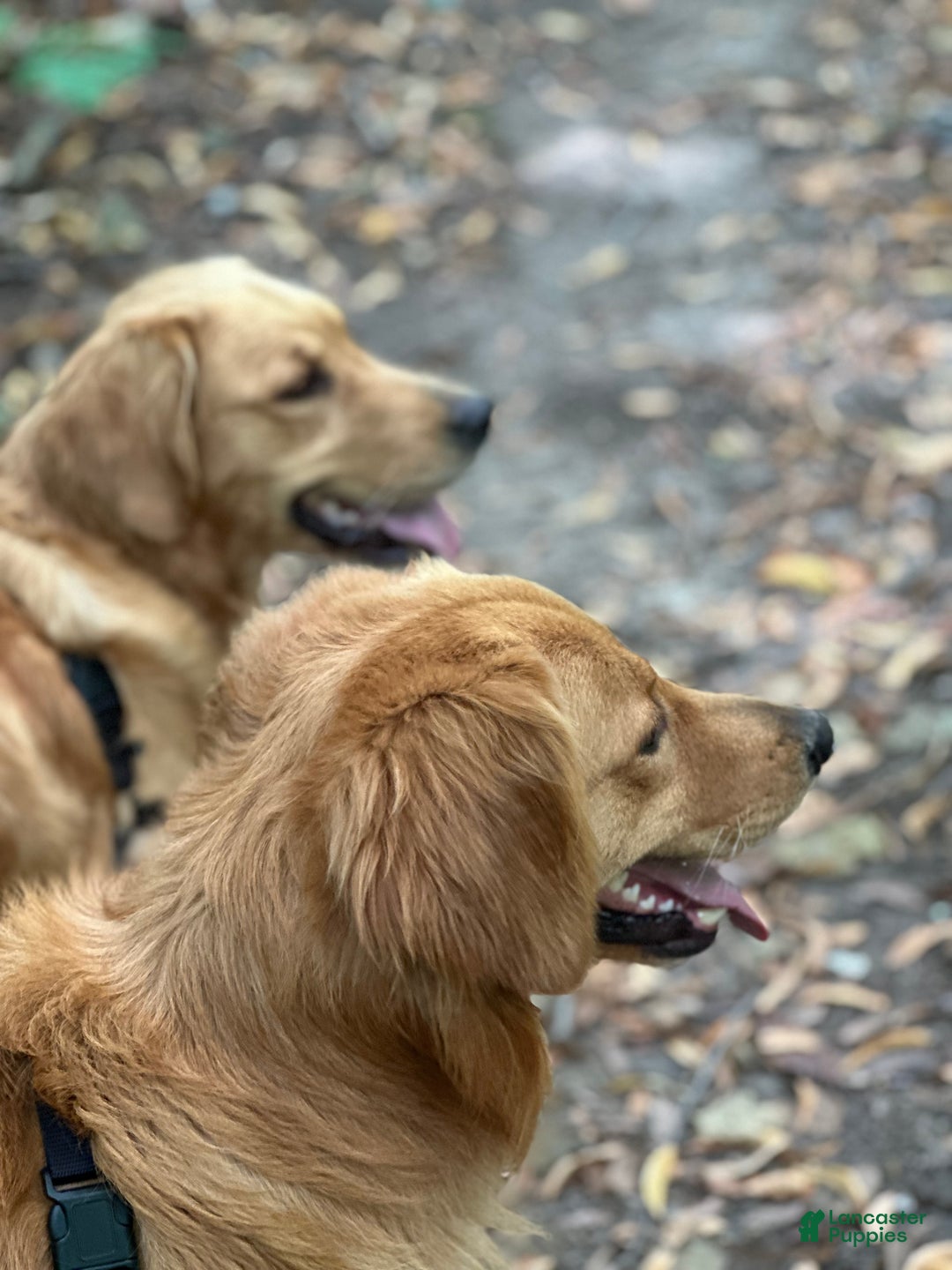 Golden Retriever dogs for sale: Golden Retriever Dark Pink Girl - Ad 12