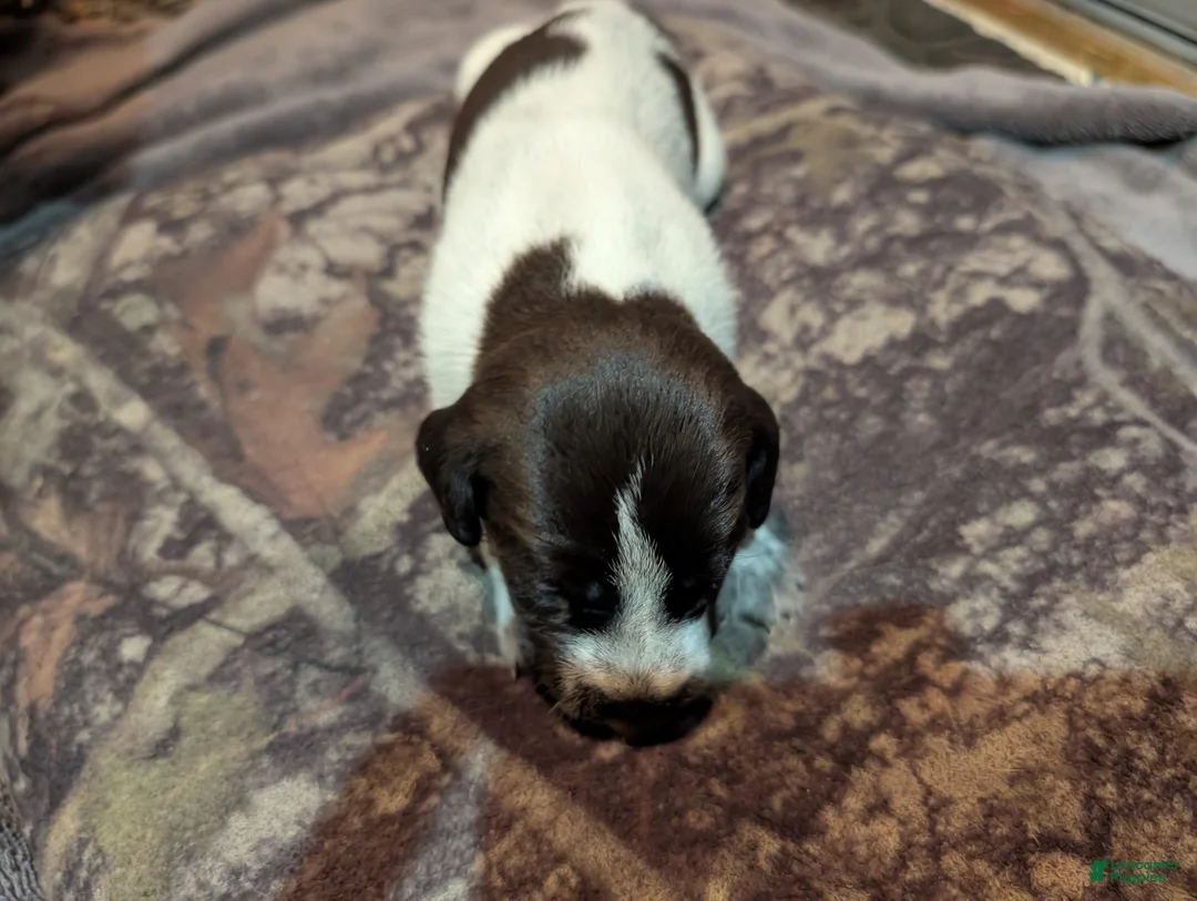 German Wirehaired Pointer dogs for sale: German Wirehaired Pointer Puppy 6 - Ad 2