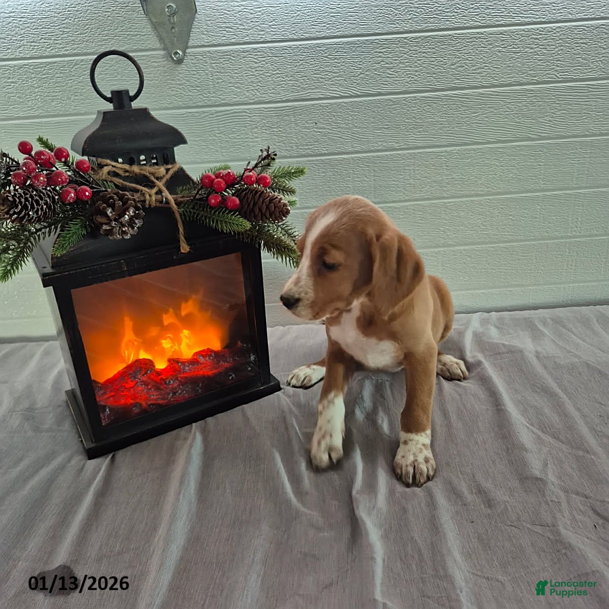 Mixed Breed dogs Heidi - Ad 2