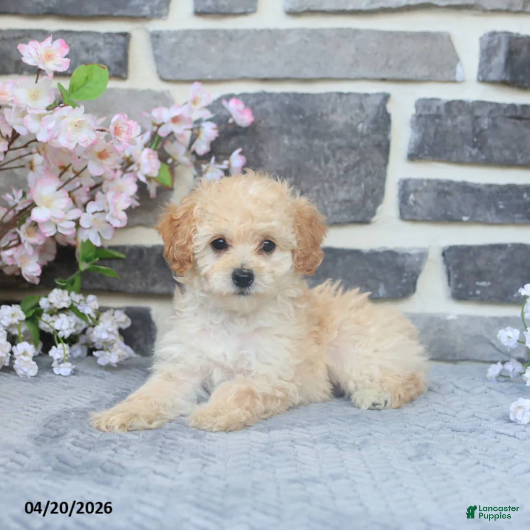 Miniature Poodle dogs for sale: Eva - Ad 1