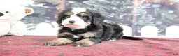 Mini Bernedoodle dogs for sale: Tucker - Ad 4