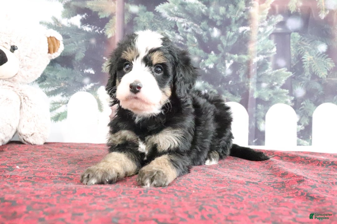 Mini Bernedoodle dogs for sale: Tucker - Ad 4