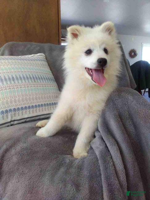 American Eskimo dogs Dallas - Ad 9