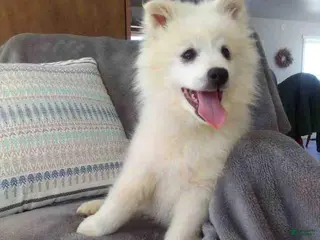 American Eskimo dogs Dallas - Ad 9