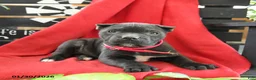 Cane Corso dogs for sale: Bella   - Ad 3