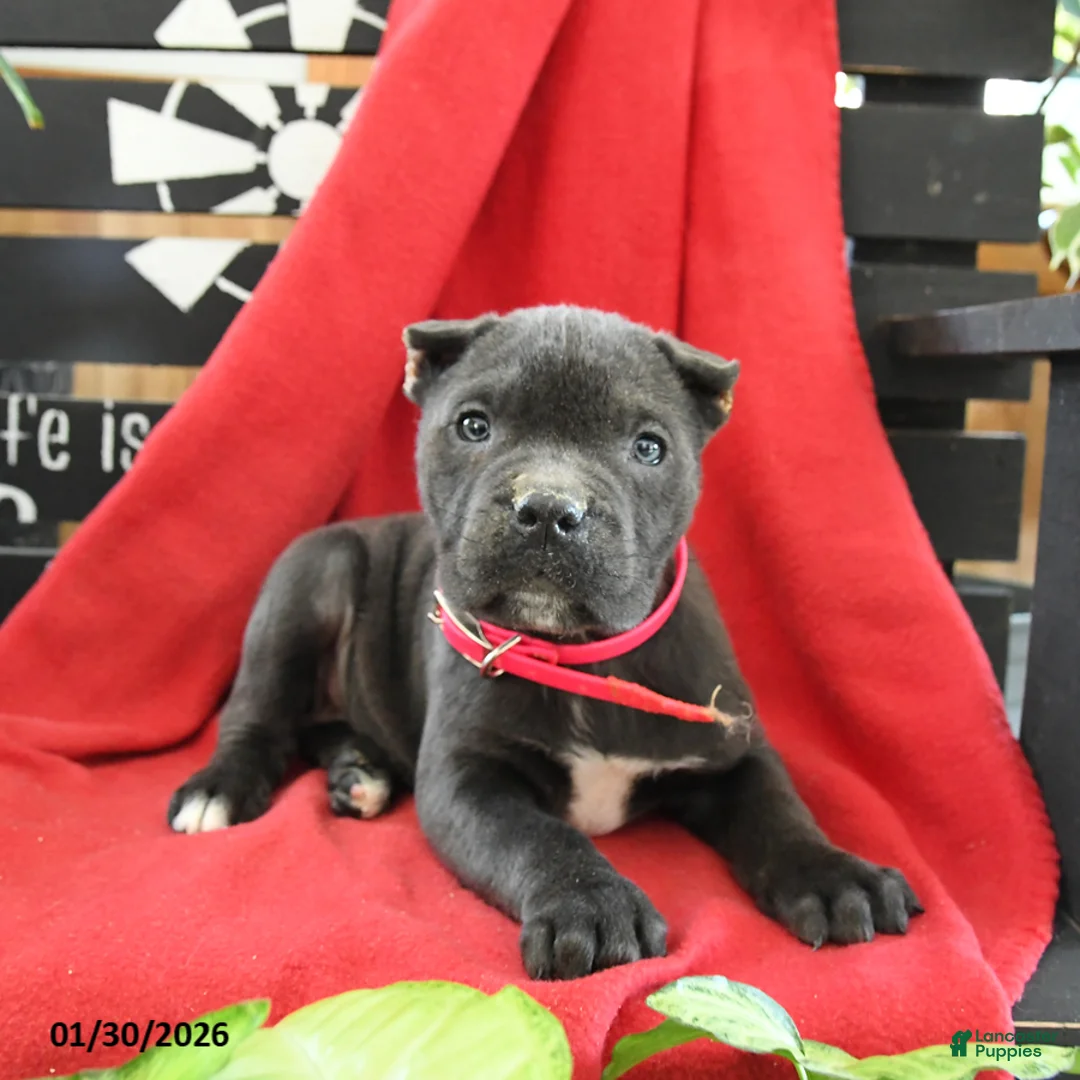 Cane Corso dogs for sale: Bella   - Ad 3