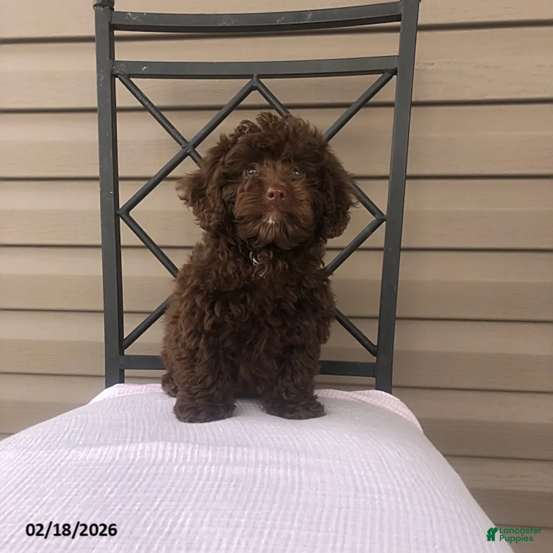 Doxiepoo dogs for sale: Teddy - Ad 5