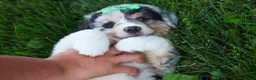 Miniature Australian Shepherd dogs for sale: LANDON [ new pictures] - Ad 17
